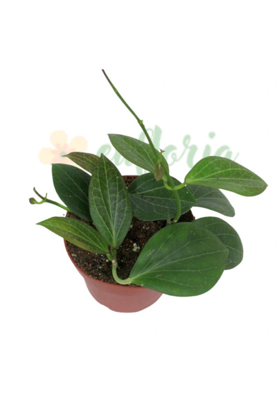 Eufloria Hoya hellwigiana Ø12cm