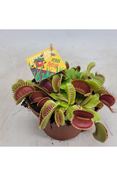 Eufloria Dionaea muscipula Ø12cm