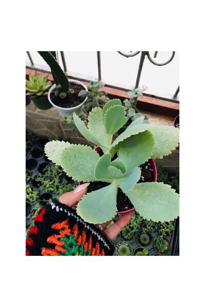 Mimoza Kalanchoe Daigremontiana Aşkın Gözyaşı Fidanı 10-20 cm