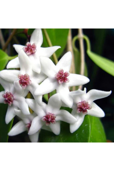Eufloria Hoya paziae Ø10.5cm