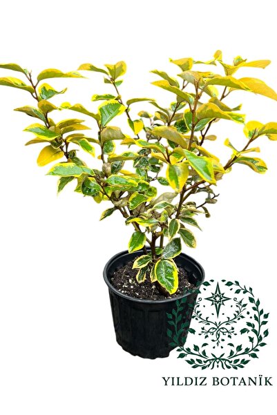 YILDIZ BOTANİK Altuni Yapraklı Süs İğdesi Fidanı Elaeagnus Ebbingei Gilt Edge 40-50 CM