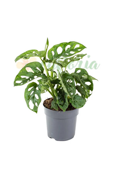 Eufloria Monstera friedrichsthalii Ø11cm