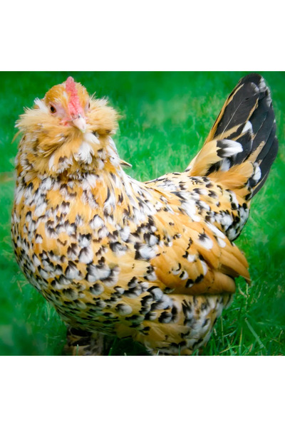 Yumurtacım 15 ADET KULUÇKALIK YUMURTA (ispenç, zibrit, fizan, Habeş)