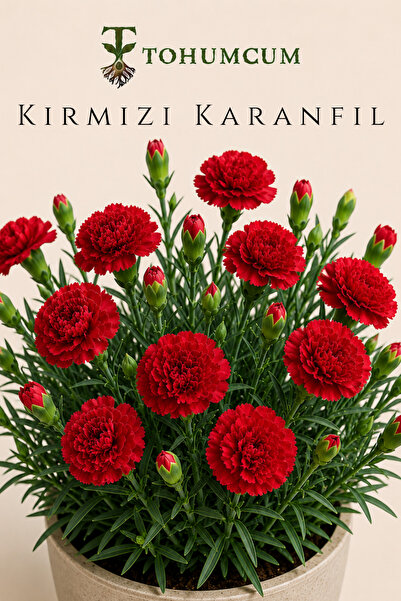TOHUMCUM Kırmızı Karanfil Tohumu (10 ad) | Çiçek Tohumu