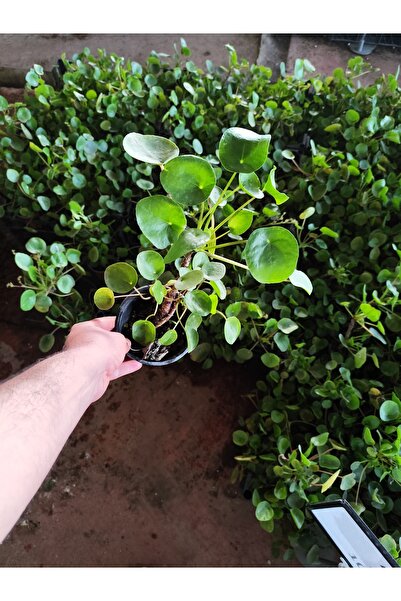 Yades Pilea Peperomioides - Çin Para Bitkisi - Dekoratif Salon Bitkisi - Canl...