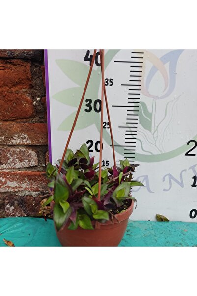 Zambak Botanik Askılı Saksıda Telgraf Çiçeği (Tradescantia)