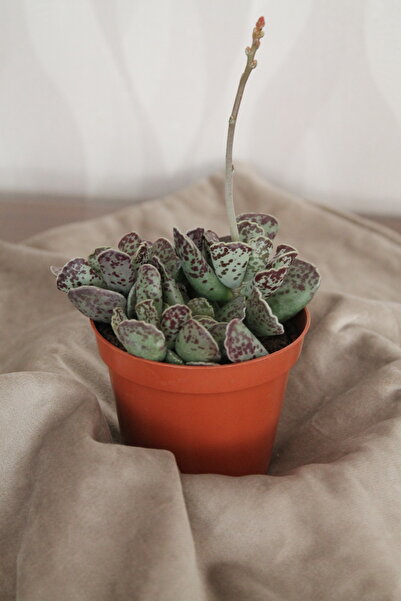 gardenkoala Adromischus Cooperi - Benekli Kuş Yumurtası Sukulenti (ithal)