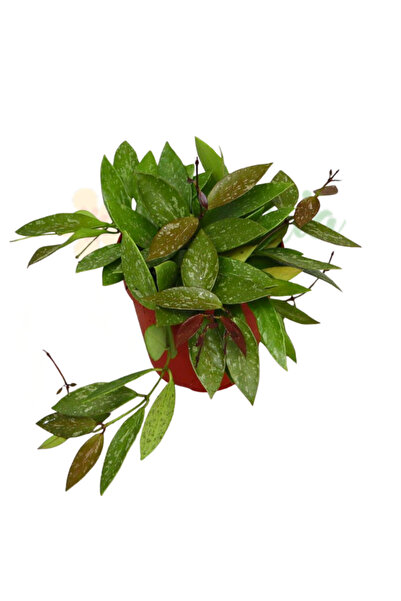 Eufloria Hoya gracilis (memoria) D12cm