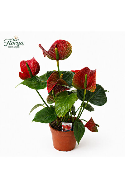 Florya Botanik Antoryum Çiçeği Filamingo Çiçeği Anthurium Red Winner Ev Bitki...