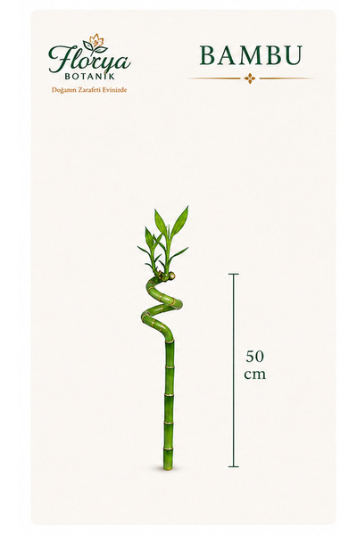 Florya Botanik Şans Bambusu - Lucky Bamboo 1 Adet Canlı Salon Bitkisi 50 cm