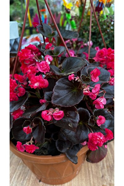 GARDENLİFEBOTANİK Askıda begonya canlı çiçek