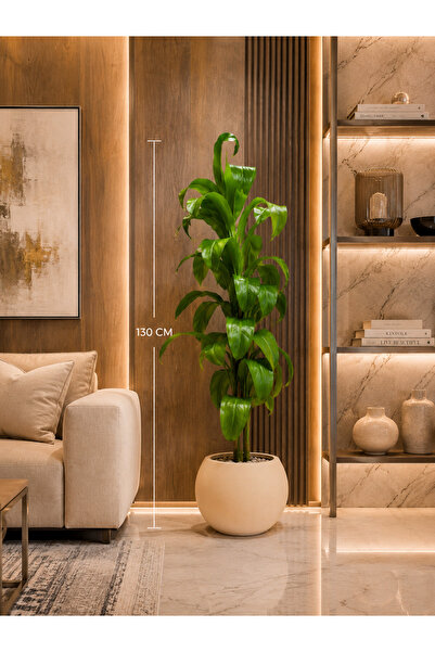 Rafef 130cm Artificial Banana Tree with Macconary Trunk