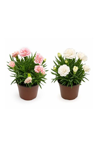 gardenkoala 2'li Karanfil – Dianthus