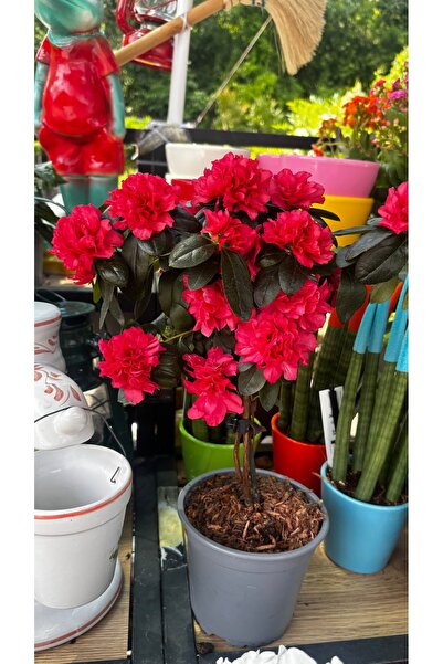 GARDENLİFEBOTANİK Baston açelya canlı bitki