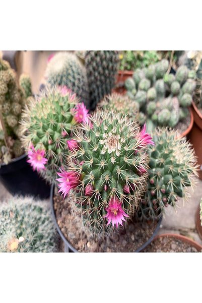 Serafina Cactus Mammillaria, H 15 cm