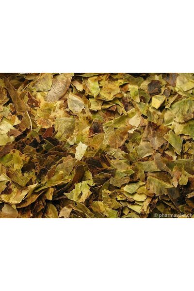 Green Health ΒΟΤΑΝΟ ΑΙΓΥΠΤΟΥ ΦΥΛΛΑ 1ΤΕΜ 100gr
