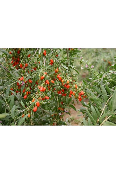 Green Health ΒΟΤΑΝΟ ΚΡΑΤΑΙΓΟΣ ΦΥΛΛΟ 1ΤΕΜ 100gr