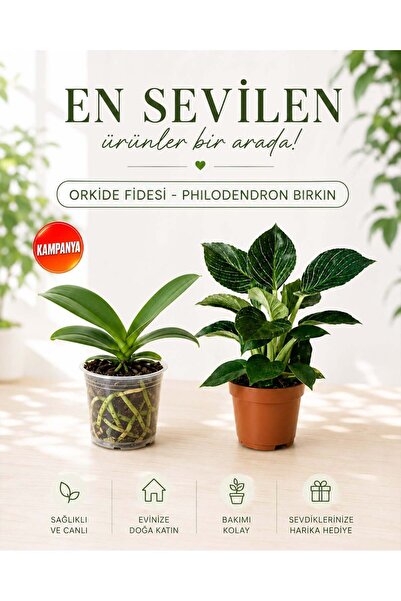 gardenkoala Orkide Fidesi – Philodendron Birkin – 2'li Set