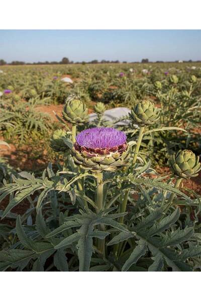 OEMS Artichoke
