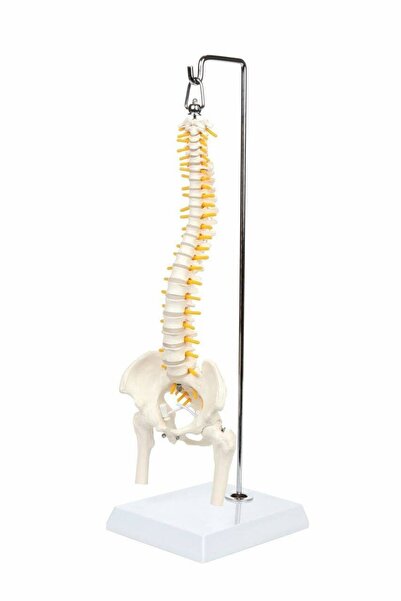 EgeAnatomi Maketleri Esnek Omurga Modeli, Femur Başlı, 45 cm - Omurga Maketi