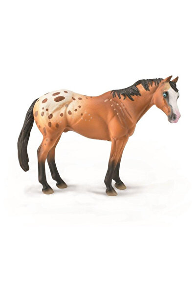 OEM Cal Appaloosa, castrat, maro deschis