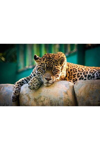 Persona Tablou canvas 100 x 70 cm, Animale model 510