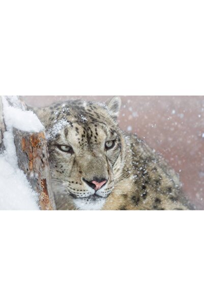 Persona Tablou canvas 100 x 70 cm, Animale model 334