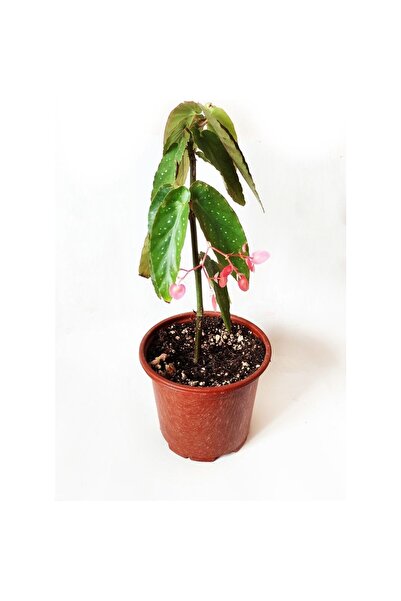 Genel Markalar Çilli Begonya Çiçeği Fidanı 10-20 cm