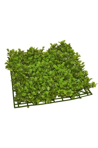 Ocean Free Plante acvariu usor de intretinut 26x26 cm