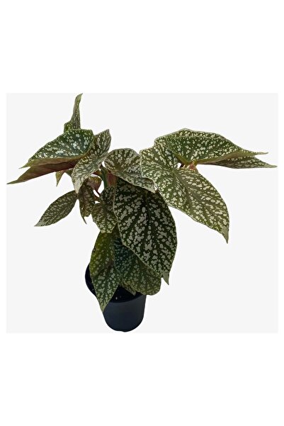 BİORGANİX Saksıda Çilli Begonya Çiçeği Fidanı 10-20 cm