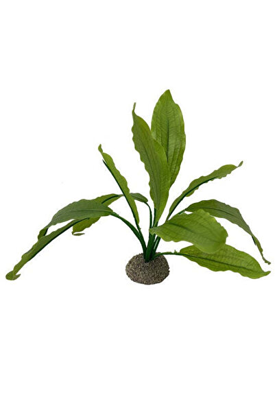 AQUA D'ELLA Echinodorus 2 24cm
