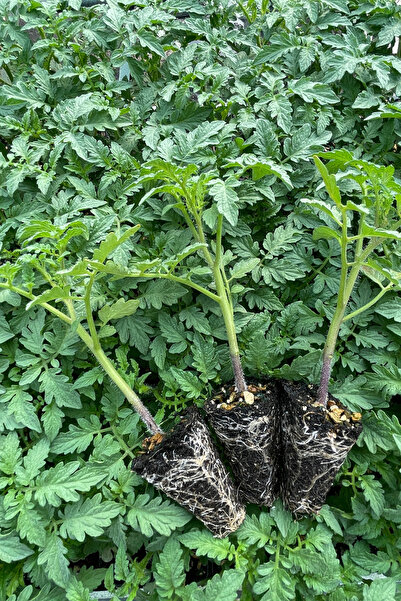 AGROPLUS CORVET DÜZ DOMATES FİDESİ 10 ADET