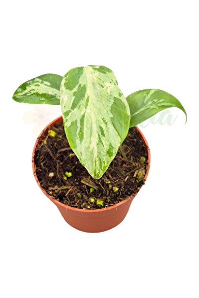 Eufloria Monstera deliciosa 'Bulbasaur' Ø7cm
