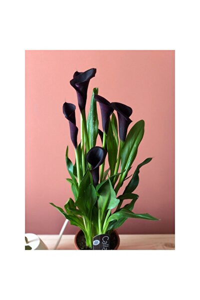 Gala Gelin Çiçeği Fidanı 10-20 cm Mor Çiçek