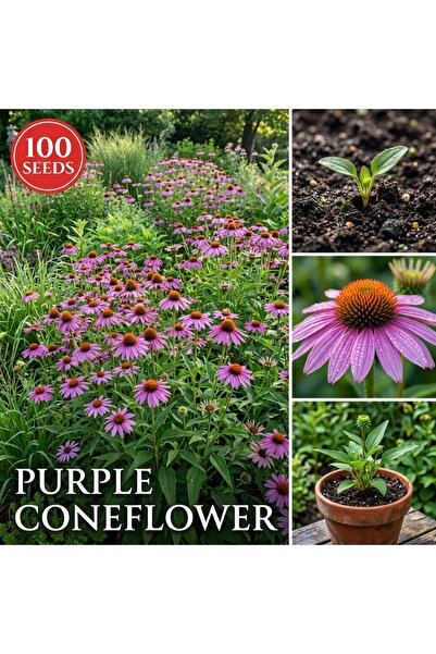 Bloom & Sow Seed بذور