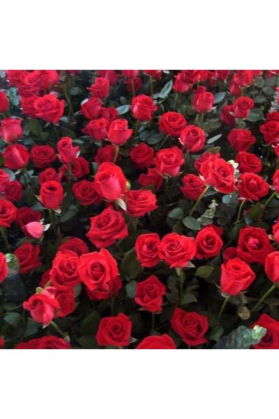 Bloom & Sow Seed Bright Red Rose Fresh Cut Flowers – Classic Romantic Valenti...