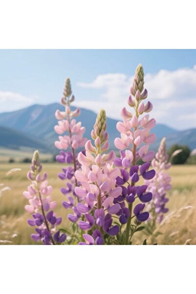 Bloom & Sow Seed Pink Purple Gradient Lupine Seeds – Tall Landscape Flower fo...