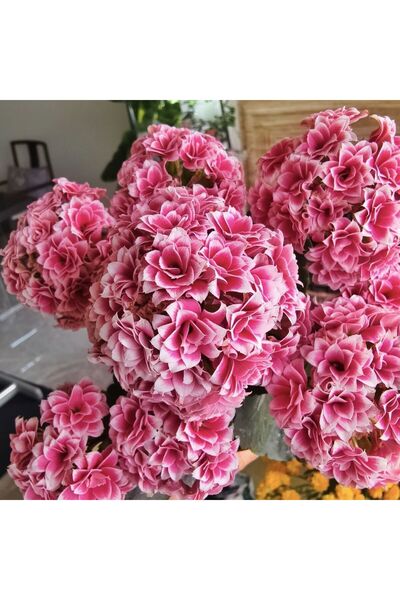 Bloom & Sow Seed Rose Petal with White Rim Double Kalanchoe Seedling, Easy Ca...