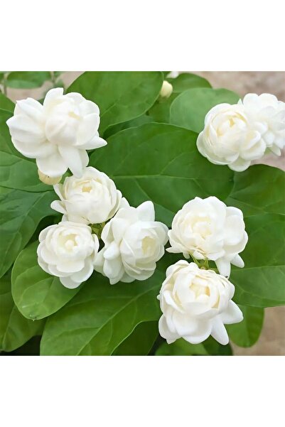 Bloom & Sow Seed بذور الياسمين الأبيض النقي ذو الإزهار الكثيف، بذور زهور عطري...