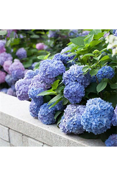 Bloom & Sow Seed بذور هيدرانجيا ماكروفيللا زرقاء-بنفسجية، هيدرانجيا كبيرة الر...