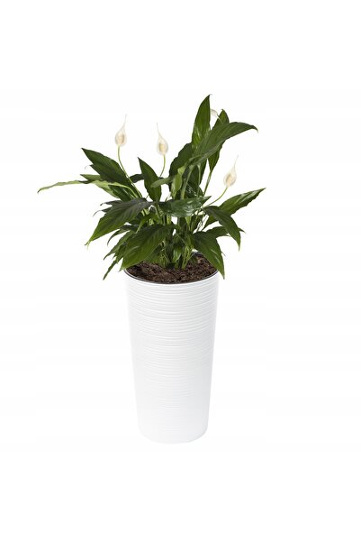 NO BRAND SET 3X JARDINIERE DE GRĂDINĂ TERRASĂ BALCON, ALBE, CU INSERTURI 57x30