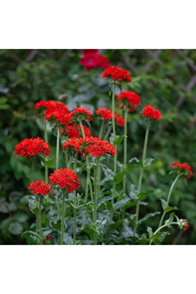 Bloom & Sow Seed Bright Red Lychnis Chalcedonica Seeds, Tall Upright Perennia...