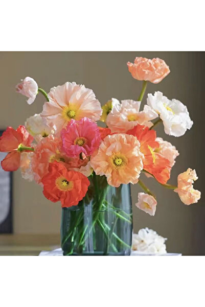 Bloom & Sow Seed Mixed Iceland Poppy Flower Seeds, Hardy Perennial, for Cut‑F...
