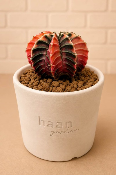 haan garden Gymnocalycium Variegata Kaktüs