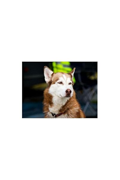 Generic Brand bpa Husky Dog Printed Self Adhesive Wall Sticker 120x90Cm Trans...
