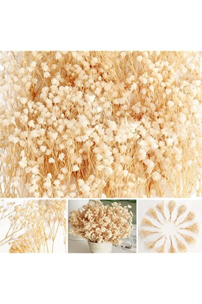 Generic 4000+ Mini Dried Baby's Breath Flowers - 65 Pcs Pressed Real Natural ...