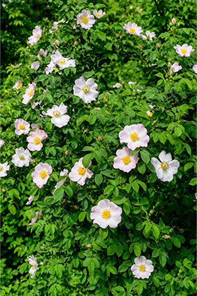 Vasada Dikensiz Kuşburnu Fidanı (Rosa canina var inermis) 9x10 cm Saksılı 30-...