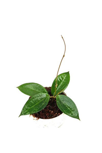 Eufloria Hoya 'Timor' Ø10cm