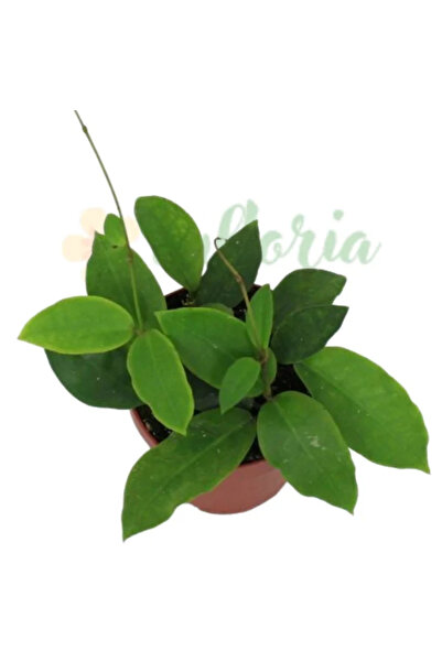 Eufloria Hoya 'Patricia' D12