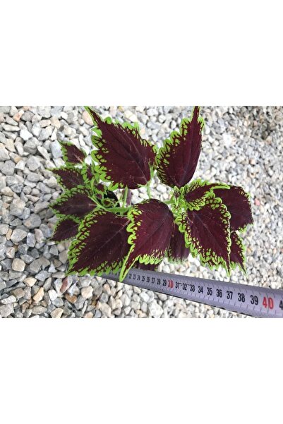 izmur tesbih Kahverengi Yeşil Yaprak Güzeli Fidanı Canlı Çiçek 10-20 cm